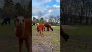 Funny ALPACA 🦙#farming #animals