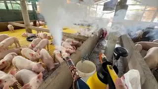Chúc mừng bà con, giá heo đang lên nhưng neo thêm hay bán sớm?