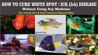 How To Cure White spot Ich Disease In Hindi Urdu  English Sub #fishwhitespots