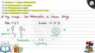 The maleness of a child is determined by (a) the \( \mathrm{X} \) c...