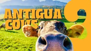 Bite 4.Wild Cows Caught on Camera in Antigua: Trailer 3scapism