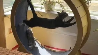Try Not to Laugh: Funniest Cat & Dog Moments That Made My Day!