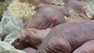 Naked mole-rats