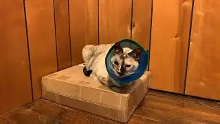 Kona Health Update
