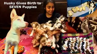 Siberian Husky giving birth to 7 puppies | First Time Siberian Husky Giving Birth