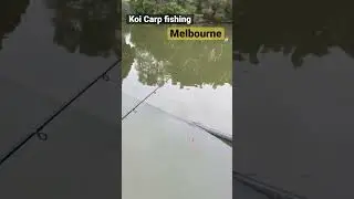 Koi Carp Fishing Melbourne