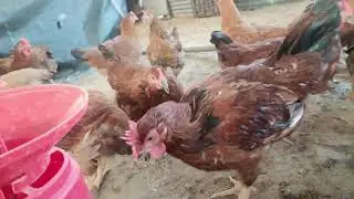 আমার কয়লার মুরগি গুলা বিক্রি করব যদি কারো লাগে তাহলে অবশ্যই যোগাযোগ করবেন।#chicken #birds 