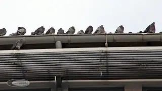 Meterweise Tauben auf dem Dach
