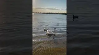 Swans fall in love 💘