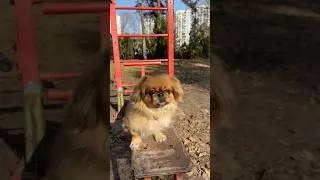 Моя Собачка Потерялась В Парке #шортс