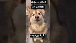 my friend வீட்டில் biriyani #comedy #tamilcomedy #funny #ytshorts #trendingshorts #dog