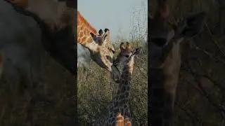 Giraffe family at sunset  #wildlife #wildlifefilmmaker #animals #love #baby #slowmotion
