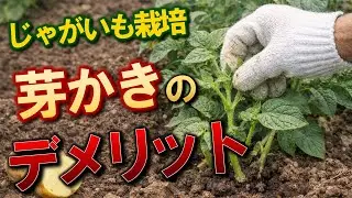 【データで検証】じゃがいもの芽かきは本当に必要？｜家庭菜園