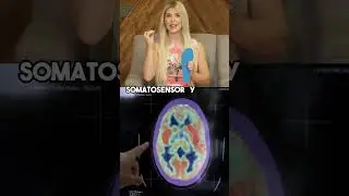 Naboso Insoles Stimulate the Somatosensory Cortex