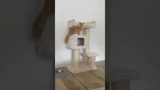 Mainecoon kitten biting his own tail 🤦&zwj;♀️