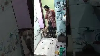 Hero dog did superb job ❤️🫶#animallife #pitbull #like #subscribe #support