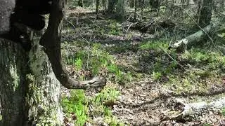 Mind-Blowing! -  Mock Scrape on Public Land!