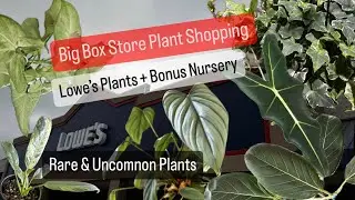 Big Box Store Plant Shopping Lowe's Plants and Bonus Nursery Rare and Common Plants