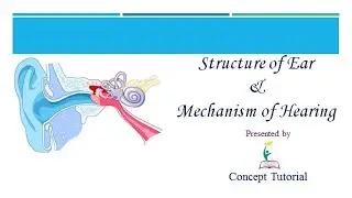 Structure of Ear & Mechanism of Hearing | Nervous System Part 8 | Biology Class 11/NEET