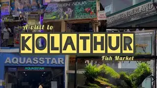 A visit to Kolathur Fish Street || Planted Aquarium || தமிழ்