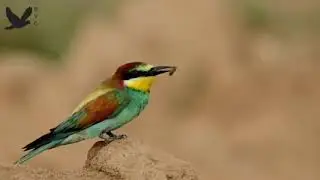 Bee eaters #Birds_Videos best YouTube videos