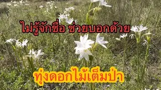 Holidays ep1: Admiring wildflowers in the valley @ Bingara, NSW, Australia