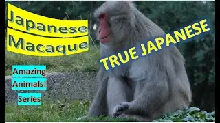 Japanese Macaque facts 🐒 Snow Monkey 🐒 native to Japan 🇯🇵
