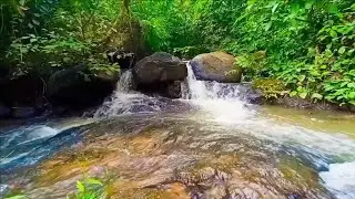 Relaxing Forest stream Sounds | Nature Sounds with Flowing water & Birds Chirping for Relaxation