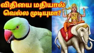 Tamil story |indiran and indirani story about parrot death #parrot #tamilstory #tamilandainfo #sivan