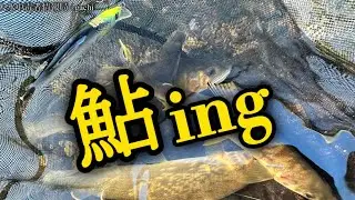 アユイング？キャスティングアユ？アユゲー？