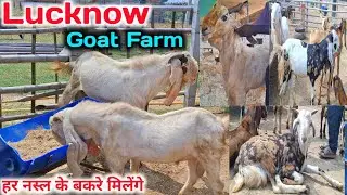 बेहतरीन गुजरी बकरे, हैदराबादी ब्रिडर |Lucknow Goat Farm |Goat Farming |Goat Farm tour