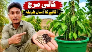 Grow Black Pepper at Home 🌱 | 2 Secret Methods from Cuttings & Seeds | Nawaz Bhutta Vlog