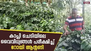Pulpally Coffee Plantation: കർഷകർക്ക് മാതൃകയായി റോയി ആന്റണിയും കൃഷിയിടവും