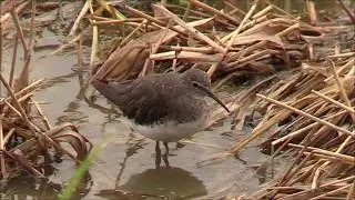 Green Sandpiper (Tringa ochropus)