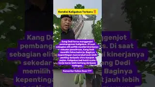 Kondisi Kaligabus Terbaru ‼️ #shorts