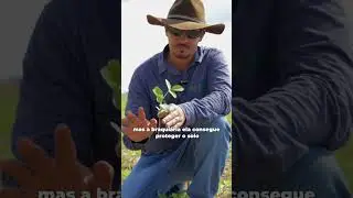 Aqui a lavoura mostra o resultado de um sistema bem planejado.🌱🤝