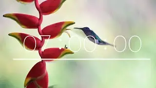 7 minute COUNTDOWN timer - BIRDS - Calming music for classroom