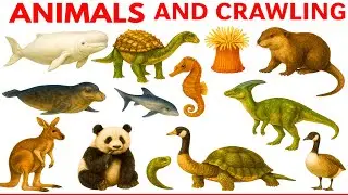 Learn Bugs, sea animals, Insects and Reptiles Fun Facts and Names in English for Toddlers