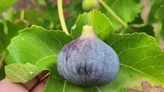 Violette de Solli&egrave;s Jan 2025