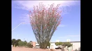 The Desert Southwest - Naturally Beautiful