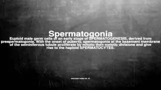Medical vocabulary: What does Spermatogonia mean