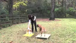 Dog Training, Barkley + Preston, Rescue, Board + Train, Day 1A: Follow, Place, Recall (11-1-2015)