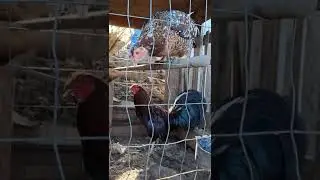 @washington_farms #game #washington #chicken #beautiful #rooster #sabong #fina @fyp @foryoupage