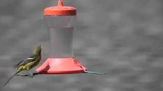 Perky-Pet&reg; Oriole Feeder