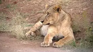 The human-wildlife collision in Kenya's capital, Nairobi, is dazzling &mdash; but dangerous