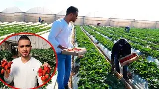 صرت مزراع فراولة ليوم كامل🍓اعملنا عصير وصدرنا للسعودية والكويت 😍