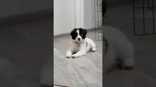 #cover #puppy #dog #singer #bordercollie #dogs #cat #dogshorts #humor #cutedog #shortvideo #cutedog