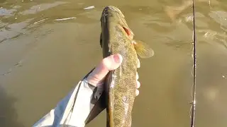 Fox River Fishing - Mostly Elgin Pool