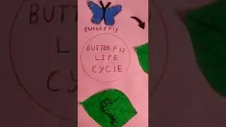 Butterfly Life cycle science exhibition model @chemiworld8571