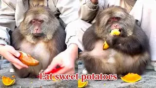 Xingxing: You Have To Take A Bite First Before I Can Eat!